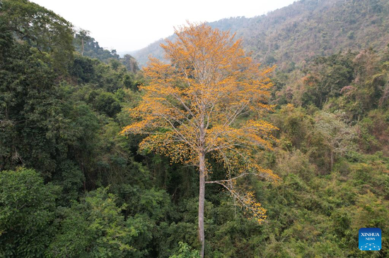 Pterocymbium macranthum found for first time in China