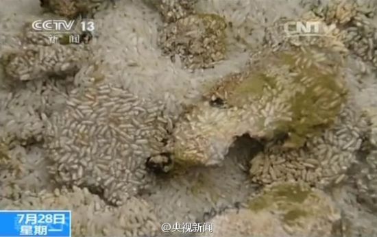 霉变的大米 霉变的大米
