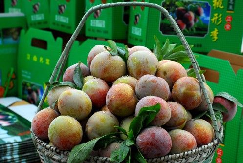 羲之”桃形李是嵊州特有的优质水果