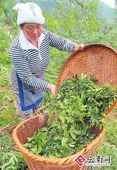 农民在采摘花椒 农民在采摘花椒
