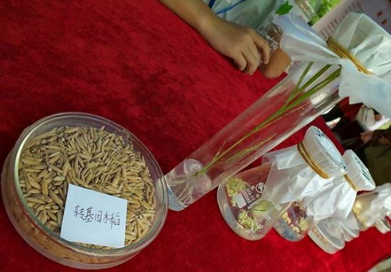 2014年5月16日,湖北省第十四届科技活动周开幕式在宜昌市夷陵广场举行,来自华中农业大学的科技人员展示的转基因水稻。 2014年5月16日,湖北省第十四届科技活动周开幕式在宜昌市夷陵广场举行,来自华中农业大学的科技人员展示的转基因水稻。