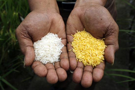黄金大米(右)与普通大米(左)的比较。黄金大米(英语:Golden Rice)是一种转基因稻米品种,由美国先正达种子公司参与研发。 黄金大米(右)与普通大米(左)的比较。黄金大米(英语:Golden Rice)是一种转基因稻米品种,由美国先正达种子公司参与研发。