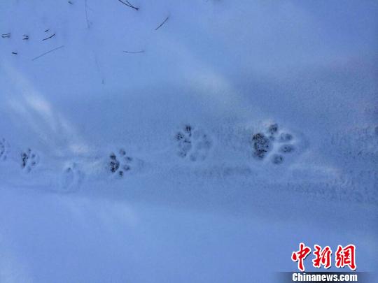 黑龙江小北湖国家级自然保护区发现野生东北虎(图)