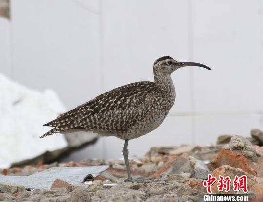 图为云南省新纪录的中杓鹬,其被发现于滇池流域。 钟欣 摄 图为云南省新纪录的中杓鹬,其被发现于滇池流域。 钟欣 摄