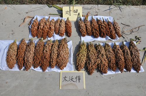 “太沃得”微量元素光能肥助力农作物抗旱增产