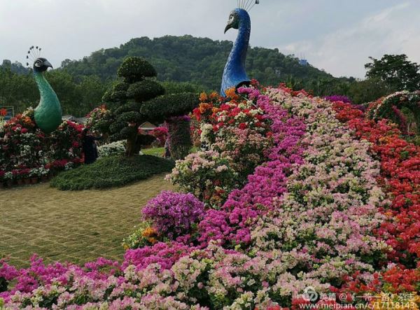 花海漳州---_行进中国·海外华文媒体福建行